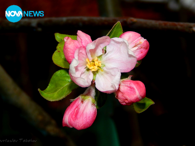 По залез с ухание на ябълков цвят
