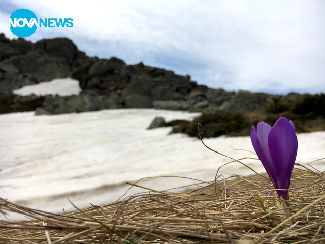 Самотно минзухарче