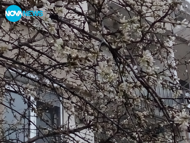 Цъфнало дърво в Бургас