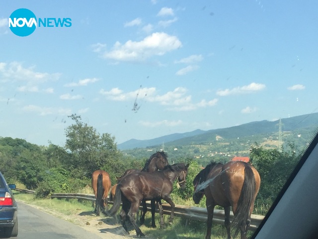 Задръстване с коне