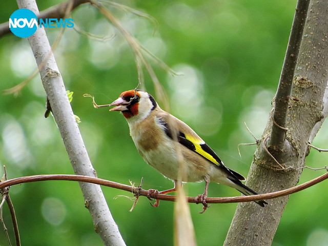 Красива кадънка ще строи гнездо