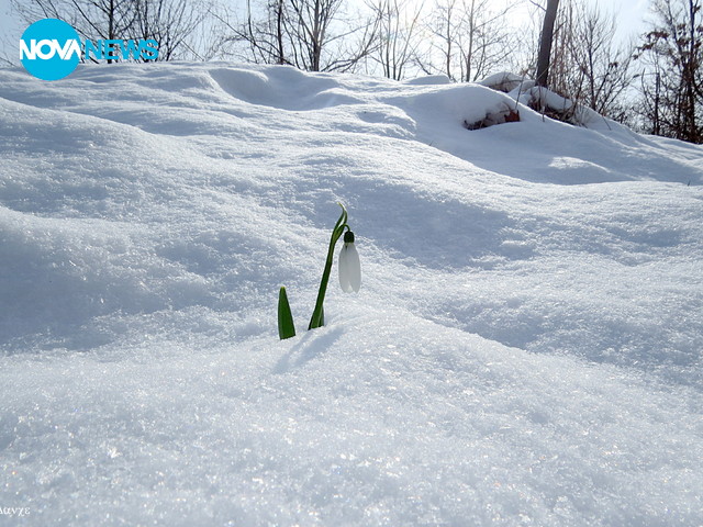 Малки, нежни и красиви сред снега