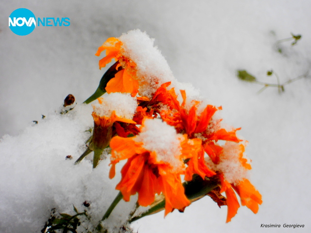 Снежни невенчета