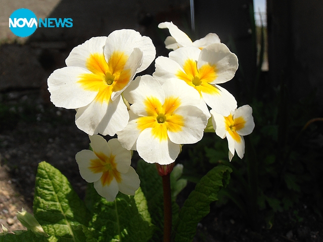 Красива иглика