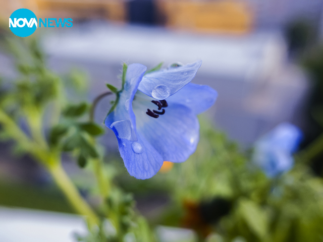 След дъжд - 3