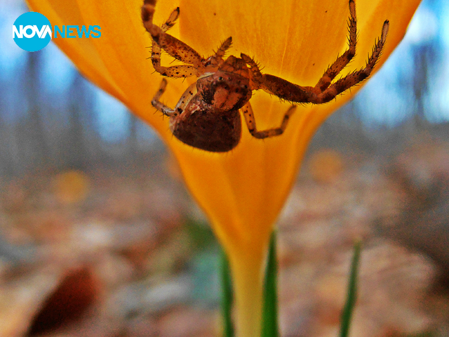 Паяк върху минзухар