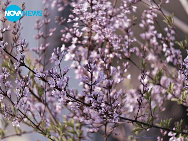 Нежна пролет