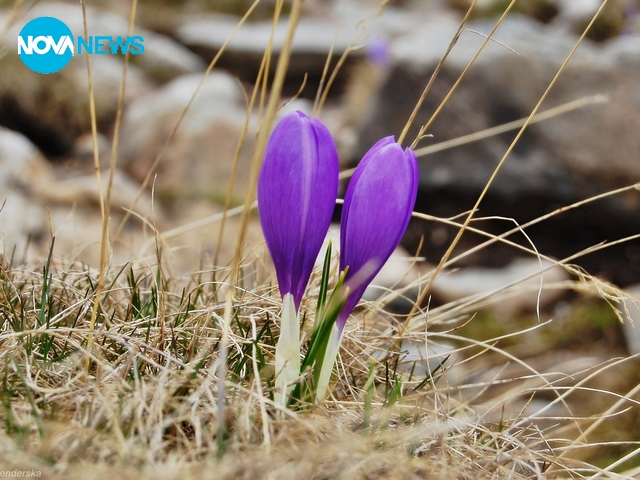 Минзухари в Рила