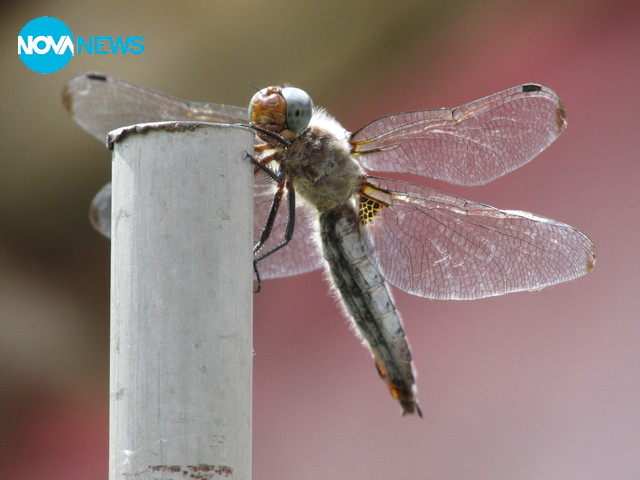 С усмивка...