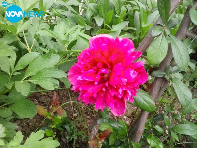 Намръщено време, но ''усмихнат'' божур!