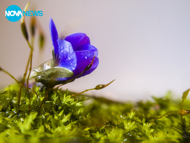 Пролет през февруари