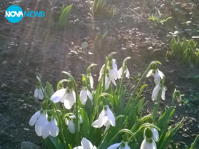 Петлистно кокиче