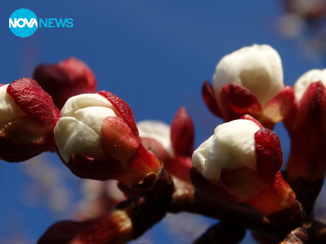 Кайсиев цвят