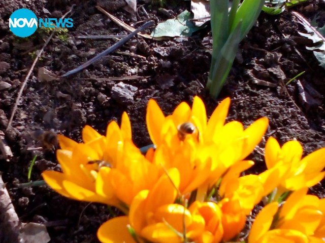 25 градуса и цъфнали минзухари в с. Дъскот, Община Павликени