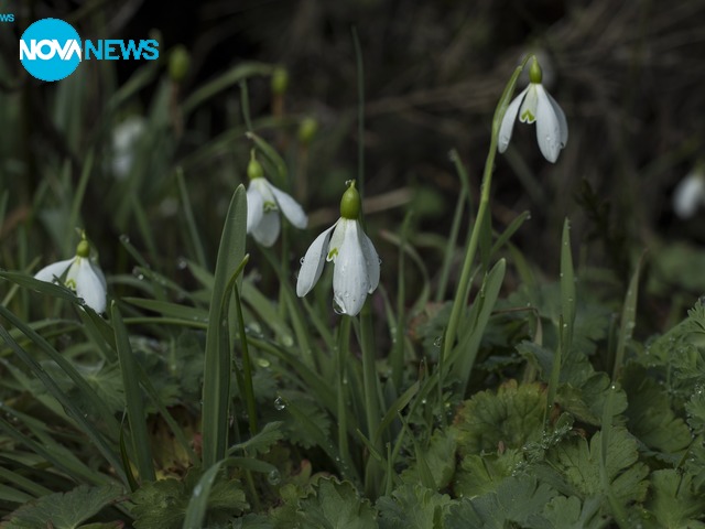 Кокичета от Странджа