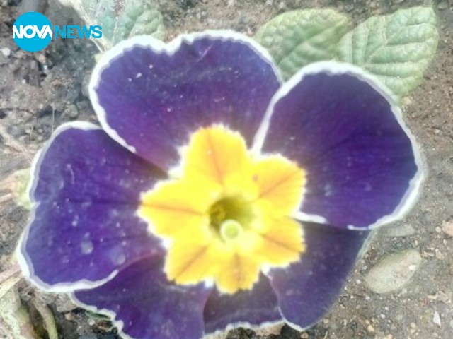 Едно малко красиво цветенце