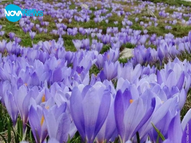 Килим от минзухари по пътя към връх Ботев