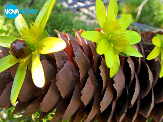 Красотата на малките неща