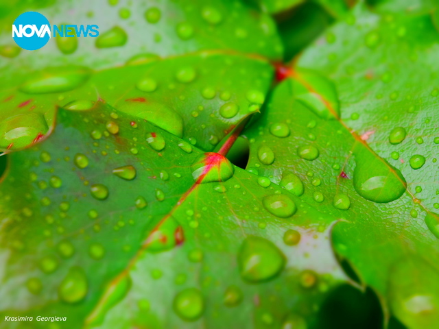 Пролетни сълзи