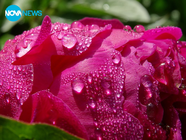 Божури след дъжд