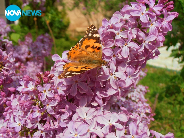 Пеперуда върху люляков цвят