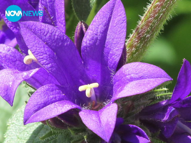 Само в цвят лилав