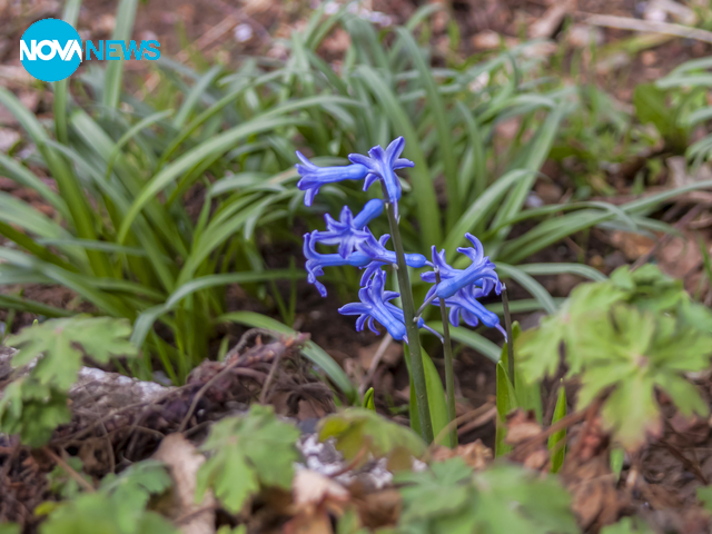 Пролет идва