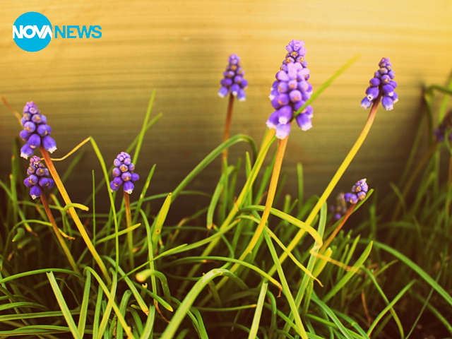 Пролетни прекрасности