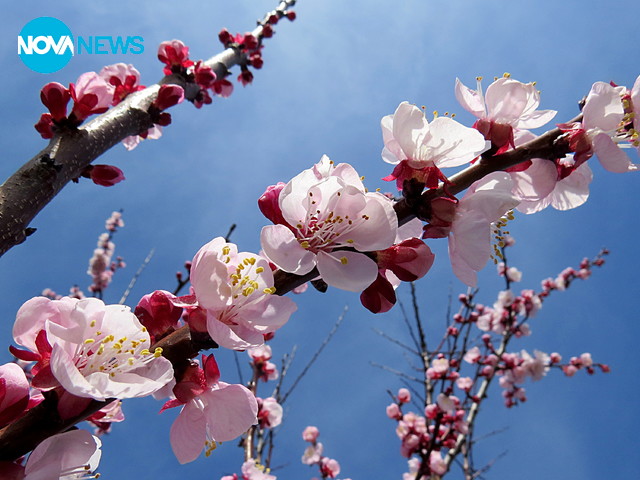 Пролетна нежност