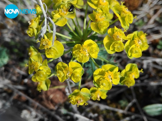 Пролетна красота