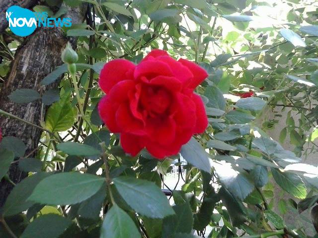 Розата - кралицата на цветята