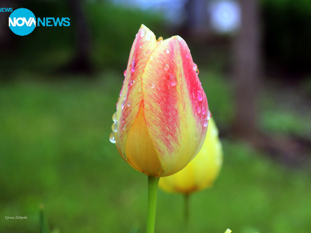 Красотата на дъжда