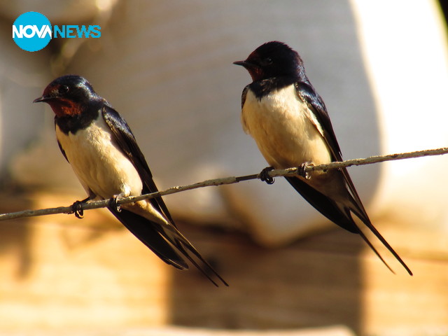 Предвестници на пролетта