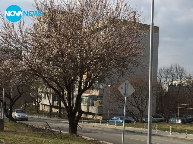 Цъфнало дърво във Варна