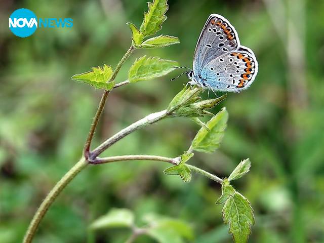 Пеперудено