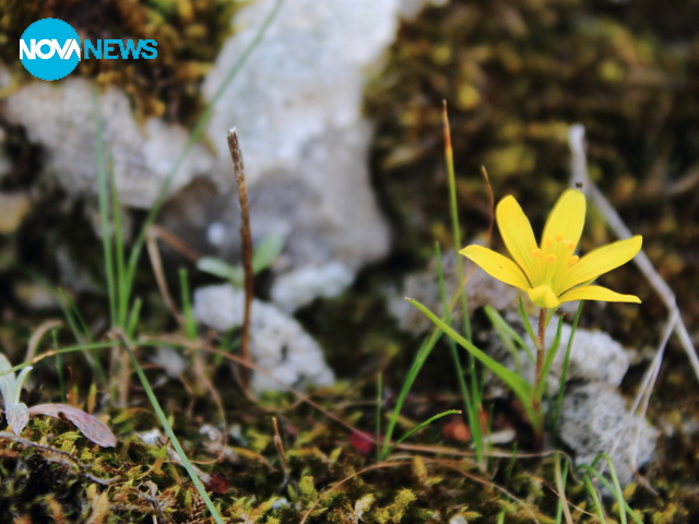 Малка пролет