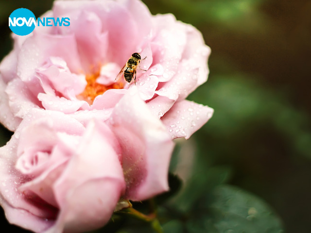 Рози след дъжд