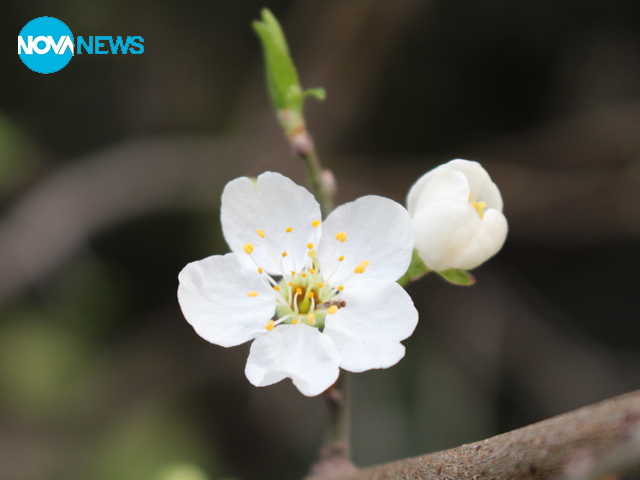 Сливов цвят