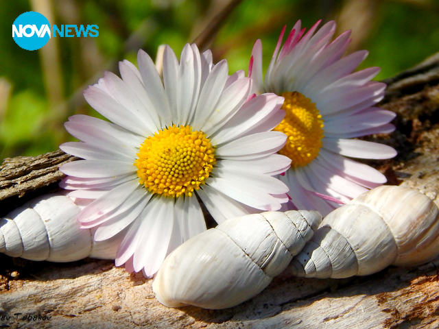 Пролетно настроение от Плевен