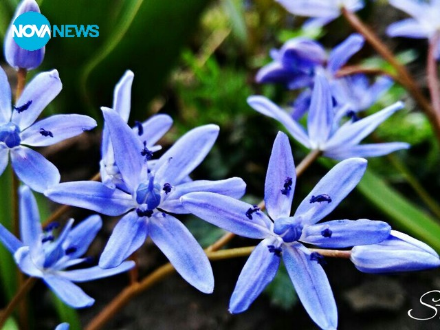 Синчец от село Рогозен