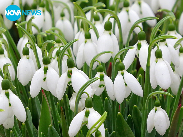 Бели, пролетни усмивки