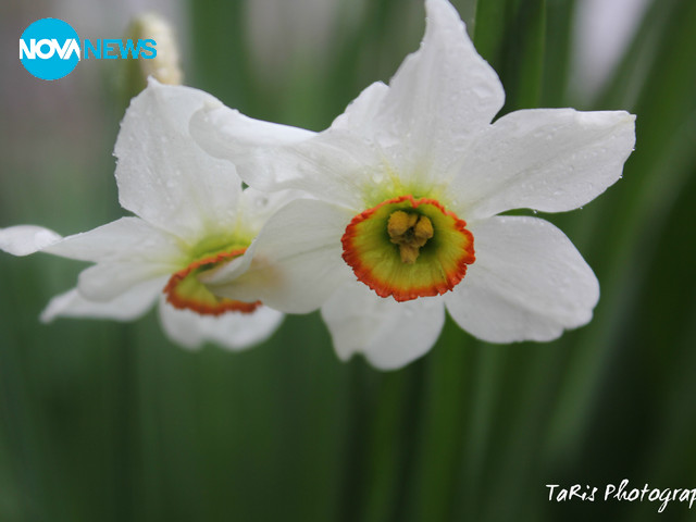 Дъждовна пролет