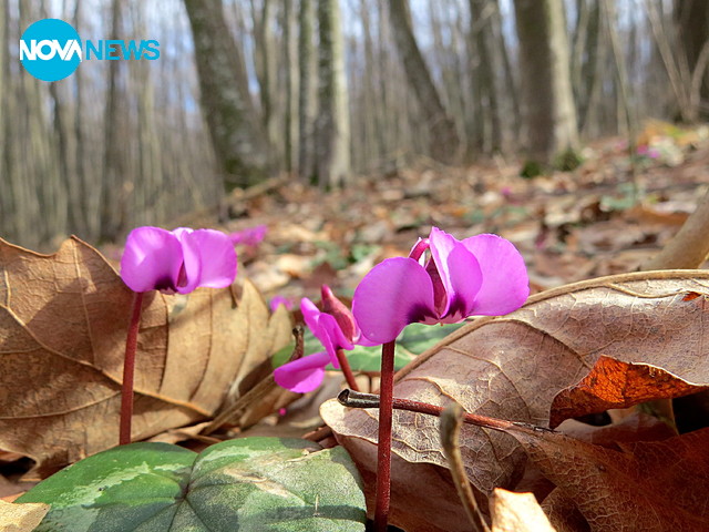 Февруарска пролет в гората