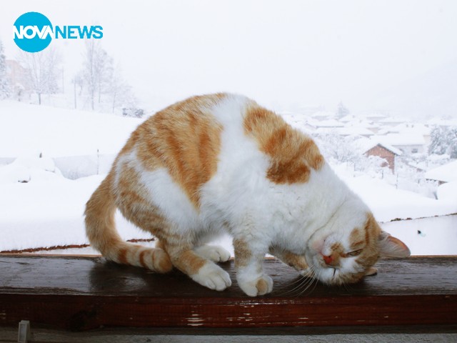 В Чипровци снегът не спира да вали