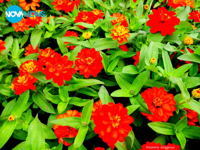 Честита Цветница!