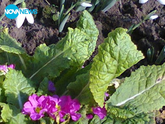 Иглика и кокичета през януари