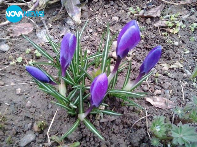 Минзухарен сън в студеното утро