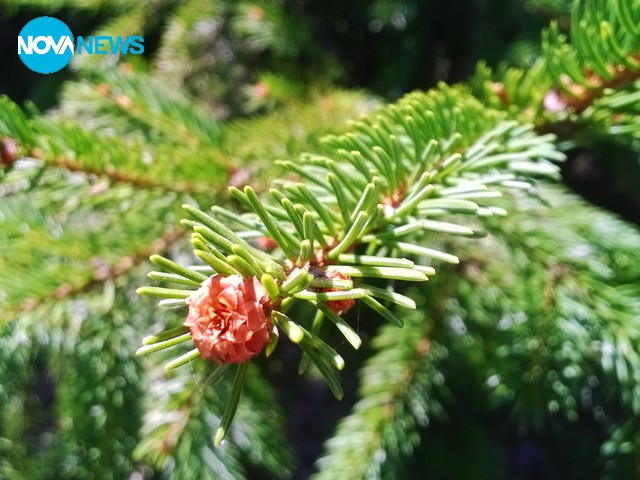 Снимка за прогнозата за времето