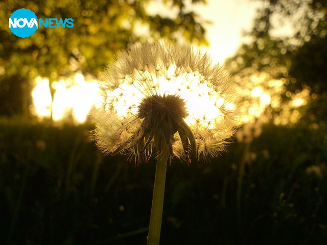 Глухарче по залез слънце