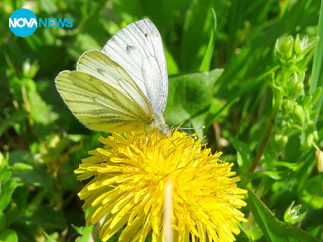 Летни априлски дни